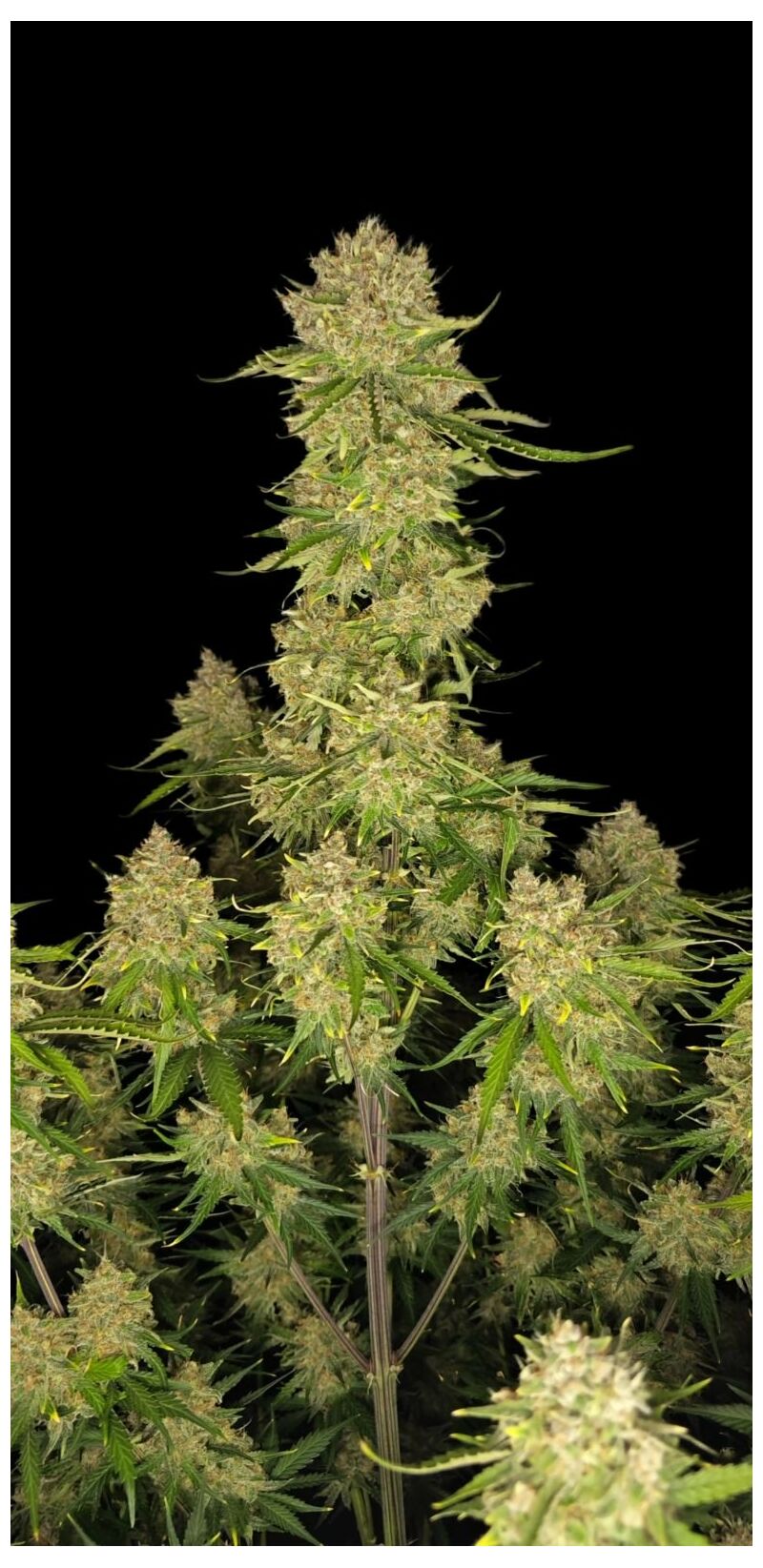 Guava Auto, Фасовка: 5, изображение 8